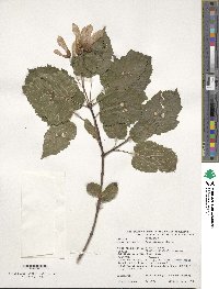 Acer tataricum image