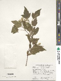 Acer tataricum subsp. ginnala image