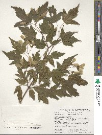 Acer tataricum subsp. ginnala image