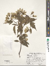 Acer tataricum subsp. ginnala image