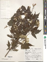 Acer tataricum subsp. ginnala image