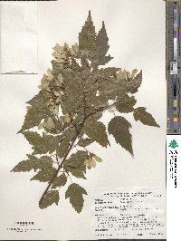 Acer tataricum image