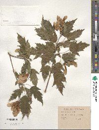 Acer tataricum subsp. ginnala image