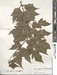 Acer tataricum subsp. ginnala image