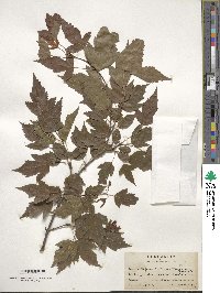 Acer tataricum image