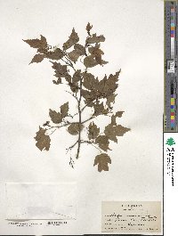 Acer tataricum subsp. semenovii image