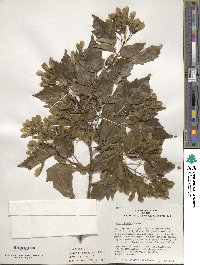 Acer tataricum image