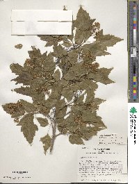 Acer tataricum subsp. ginnala image