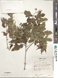 Acer tataricum image