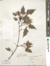 Acer tataricum subsp. ginnala image