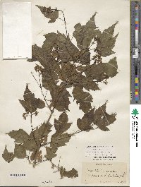 Acer tataricum subsp. ginnala image