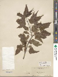 Acer tataricum image