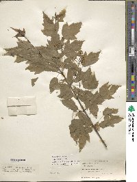 Acer tataricum image