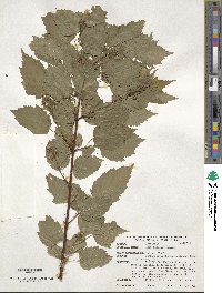 Acer tataricum subsp. ginnala image