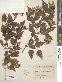 Acer tataricum subsp. ginnala image