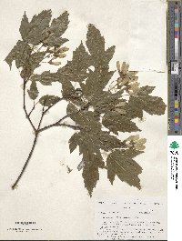 Acer tataricum subsp. ginnala image