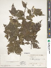 Acer tataricum image