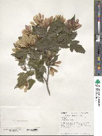 Acer tataricum image