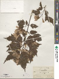 Acer tataricum subsp. ginnala image