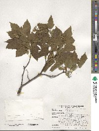 Acer tataricum subsp. ginnala image