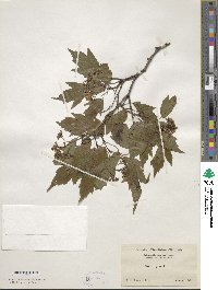 Acer tataricum subsp. ginnala image