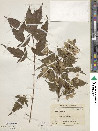 Acer tataricum subsp. ginnala image