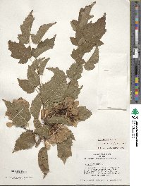 Acer tataricum image