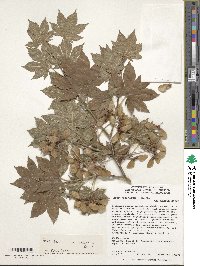 Acer sieboldianum image