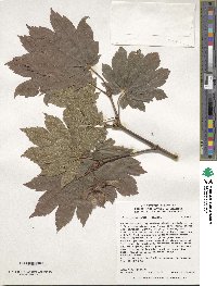 Acer sieboldianum image