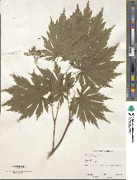 Acer sieboldianum image