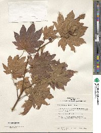 Acer sieboldianum image