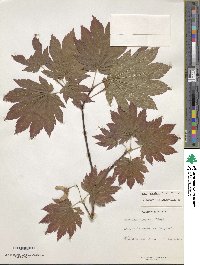 Acer sieboldianum image