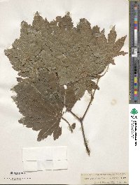 Acer sieboldianum image