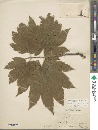 Image of Acer japonicum