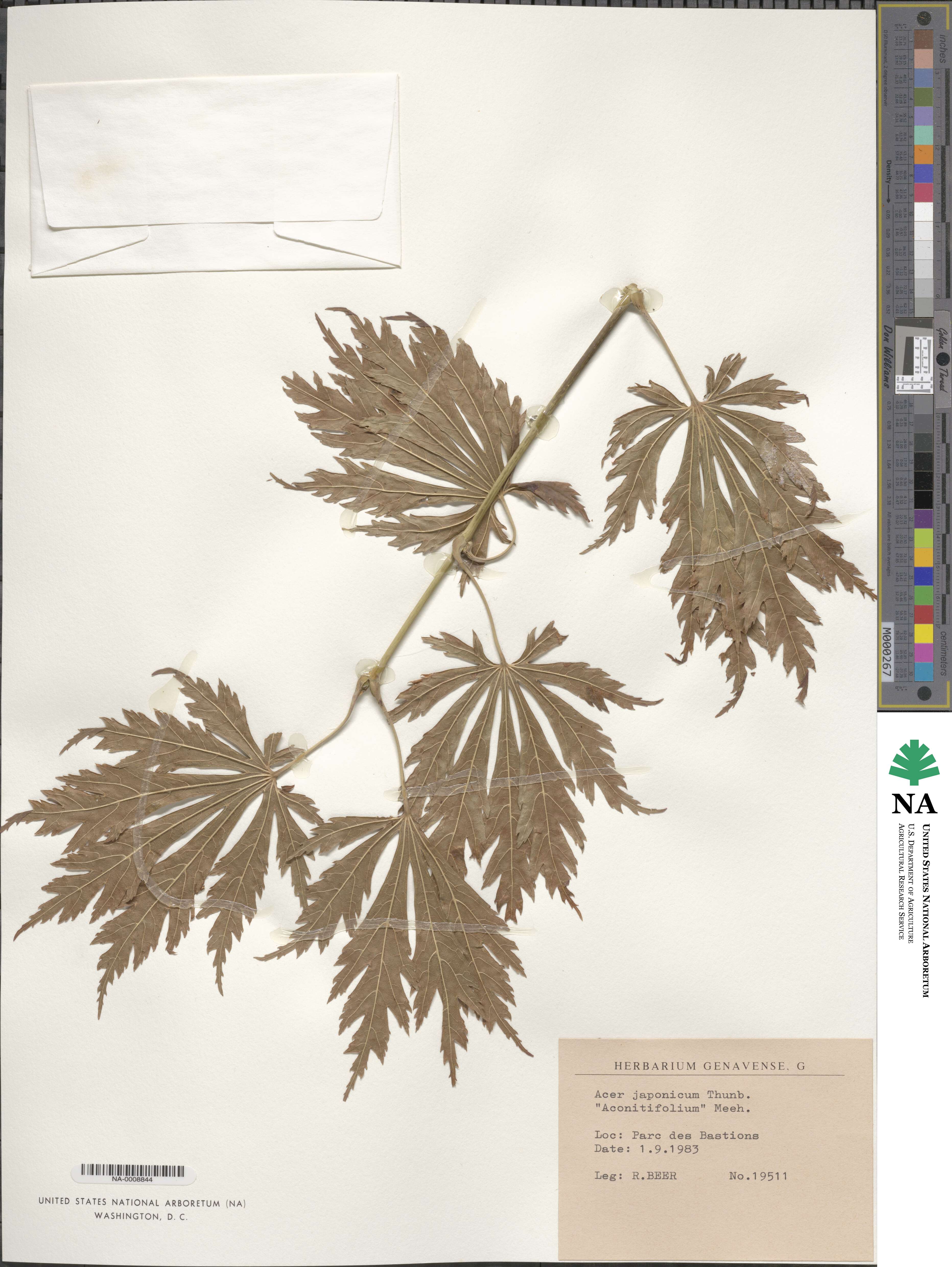 Acer japonicum image