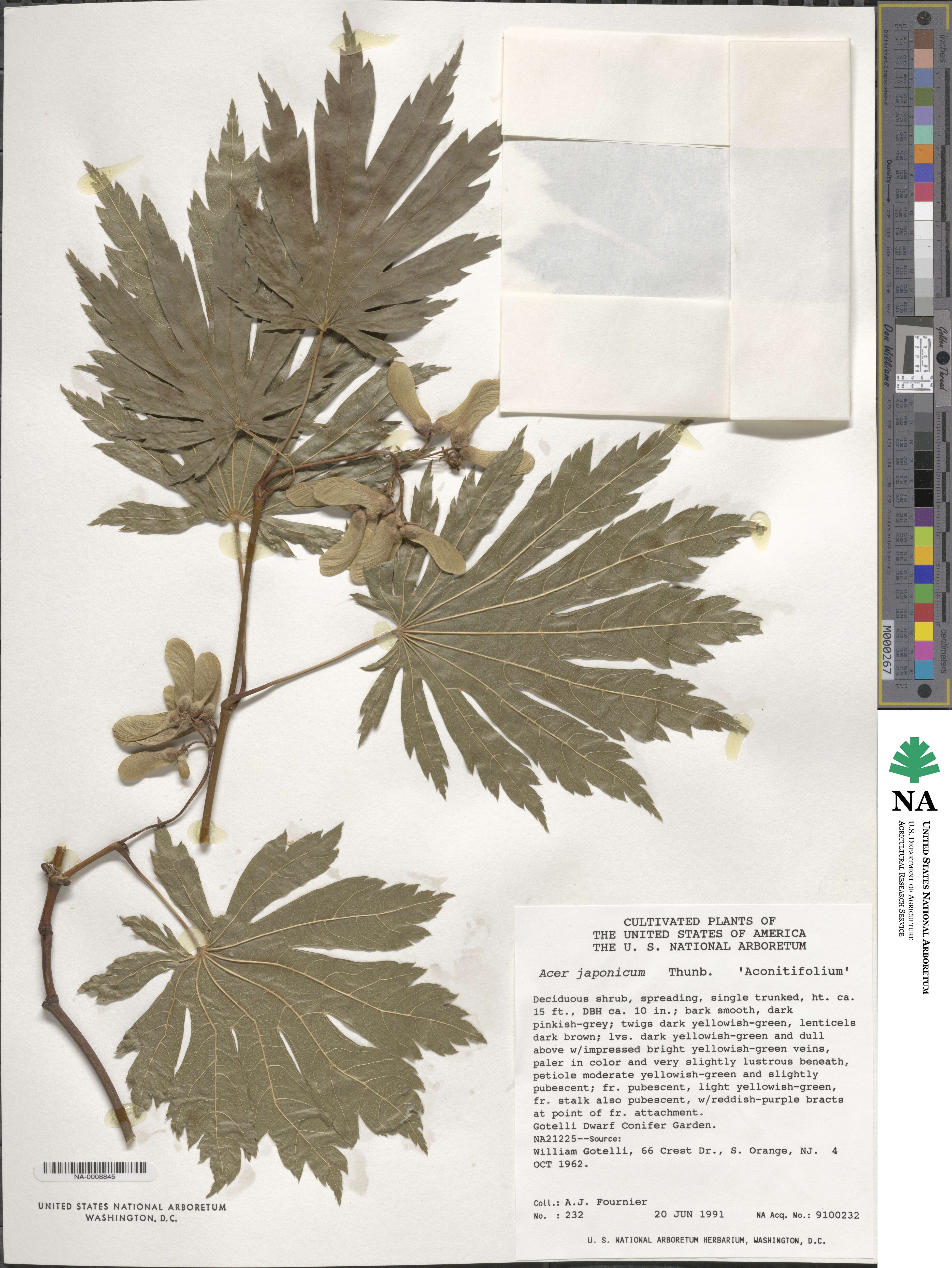 Acer japonicum image