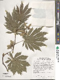 Acer japonicum image