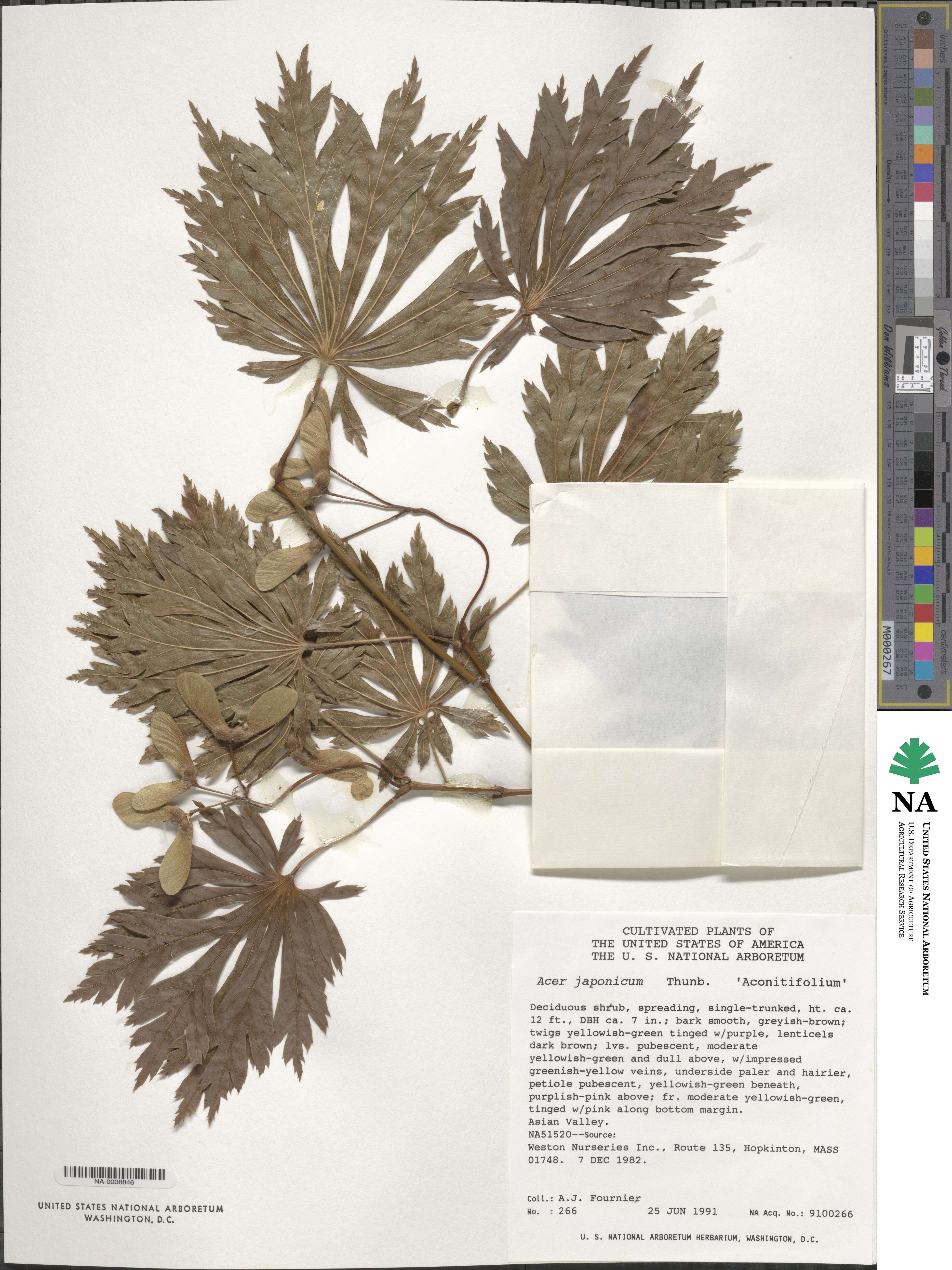 Acer japonicum image