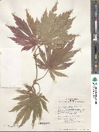 Acer japonicum image