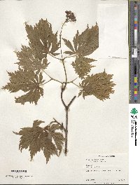 Acer japonicum image