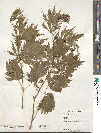 Acer japonicum image