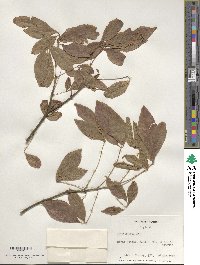 Acer henryi image