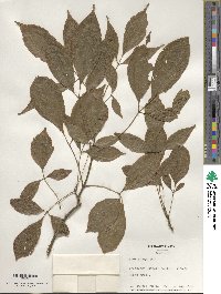 Acer henryi image