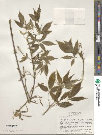 Acer henryi image