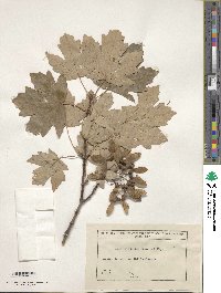 Image of Acer hyrcanum