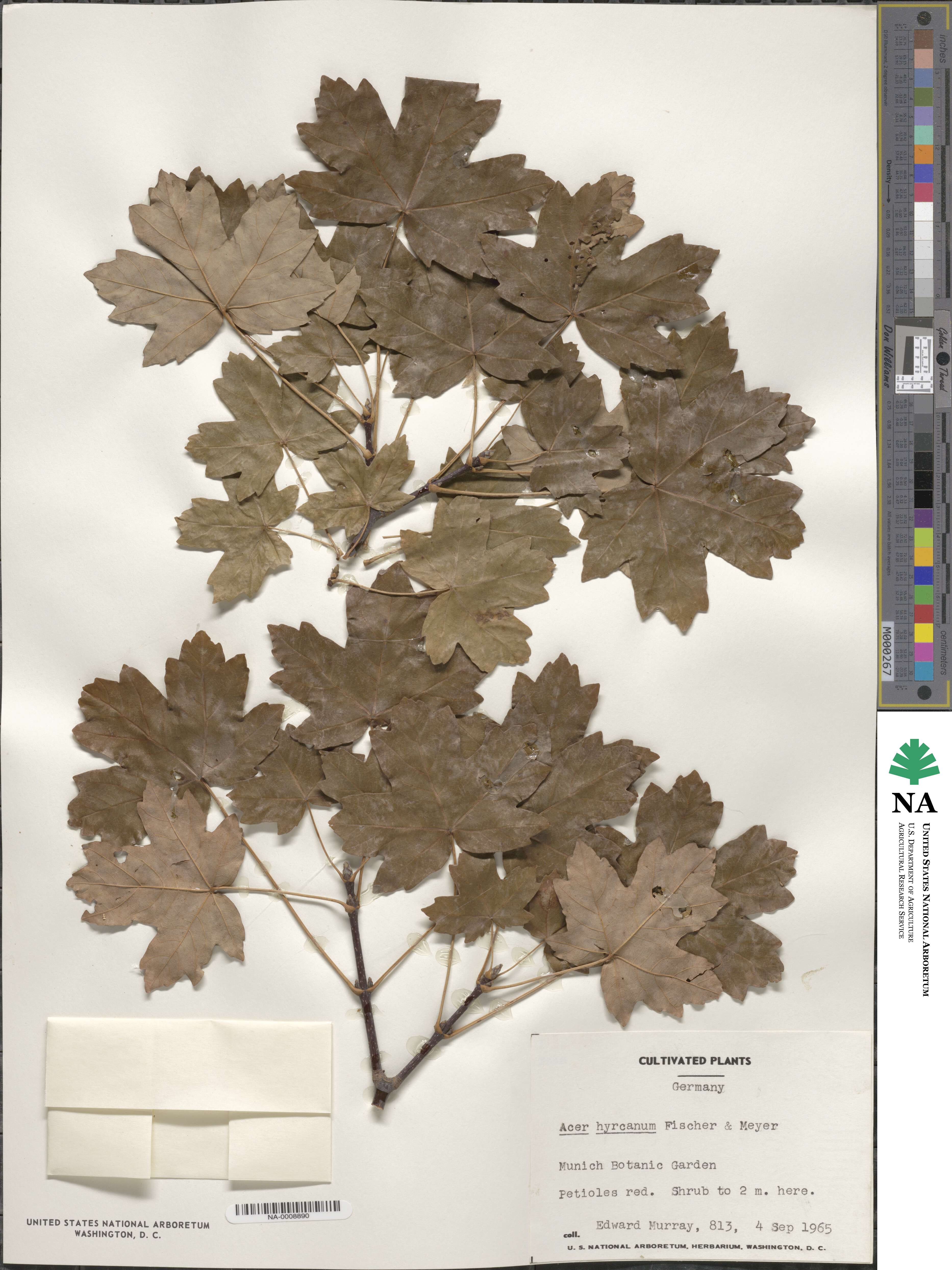 Acer hyrcanum image