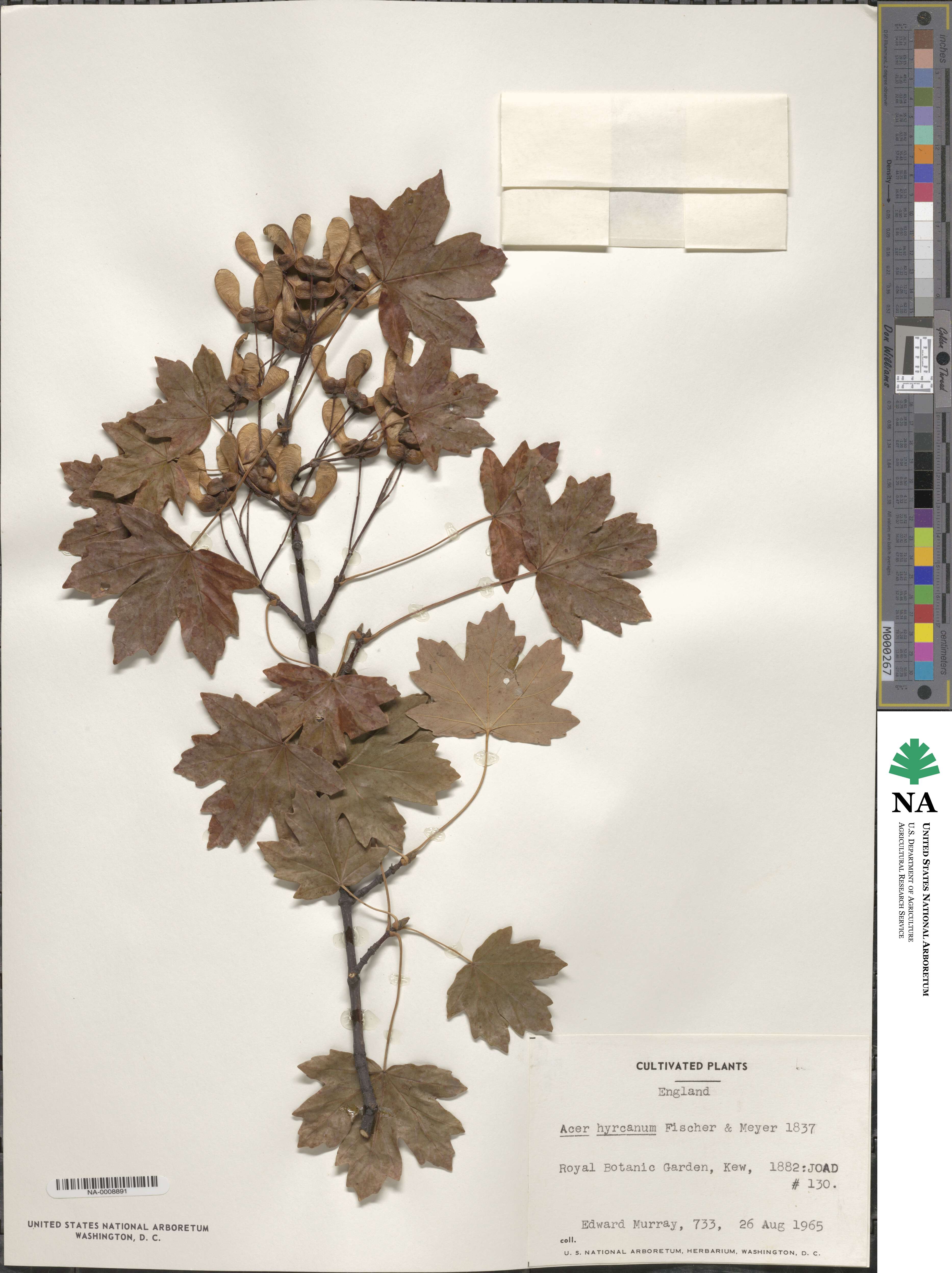 Acer hyrcanum image