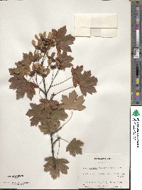 Acer hyrcanum image