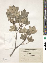 Acer monspessulanum image