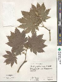 Acer japonicum image